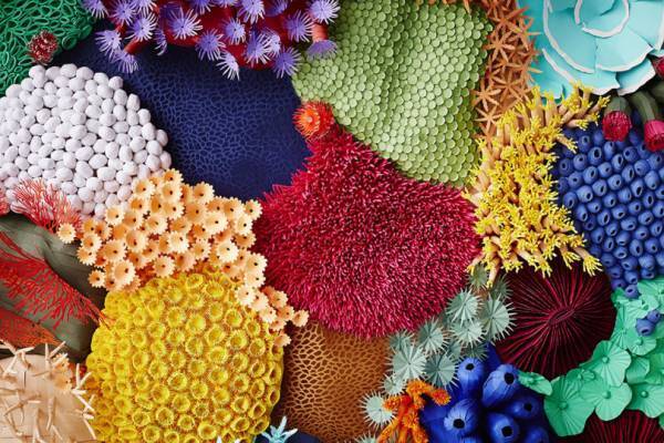 息を飲むほど美しい、色紙のサンゴ礁。仏アーティストによるペーパーアート「コーラリウム」