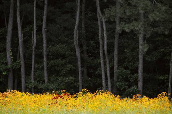 自然を愛する2人、テリ・ワイフェンバックとケイト・マクドネルの展示と写真集【ShelfオススメBOOK】