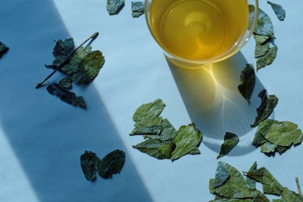 日本茶や紅茶に中国茶、ハーブティー...世界のお茶が集まるイベントが青山で開催