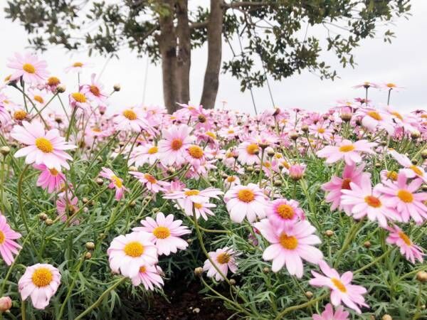 横浜赤レンガ倉庫にマーガレットの丘が出現! 花の“ハート型アーチ”が迎えるフラワーガーデンイベント