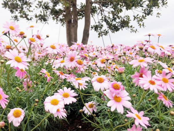 横浜赤レンガ倉庫にマーガレットの丘が出現! 花の“ハート型アーチ”が迎えるフラワーガーデンイベント