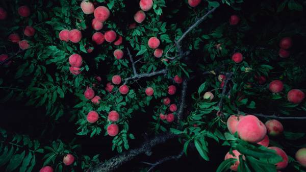 神戸でこの秋新しいアート・プロジェクト「TRANS- 」開催。グレゴール・シュナイダーとやなぎみわが参加