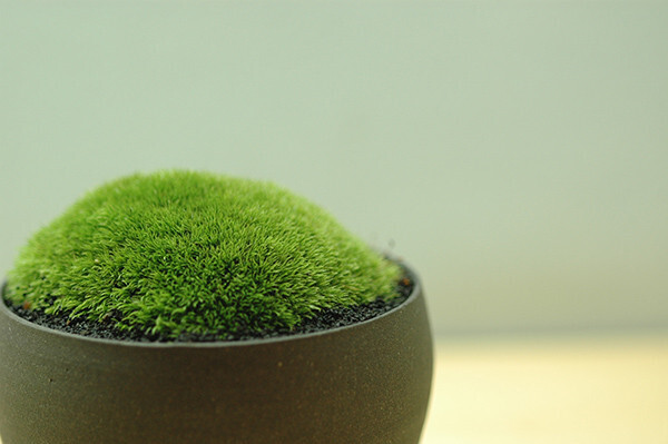 パン、ボタニカルマーケット、こどもの日ワークショップ...GWは「ニュー縁日」に行こう!