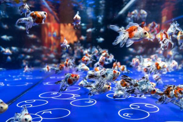 すみだ水族館で体験型の金魚鑑賞「東京金魚ワンダーランド2019」開催