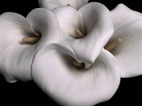 メッツァビレッジに約1,000本の傘が舞う、植物屋・叢の展覧会が開催、「ミス ディオール」の世界観を体感etc...週末何する? 【気になるTopics】