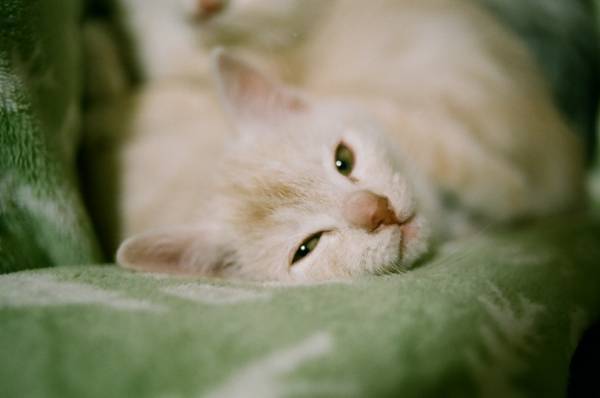 「￼￼マリメッコ キオスキ」DSMGで先行発売、川島小鳥の写真展、タピオカテーマパークオープンetc...週末何する? 【気になるTopics】