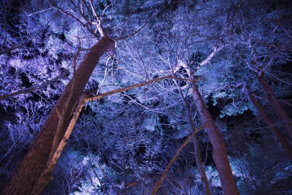 「軽井沢高原教会 星降る森のクリスマス 2019」ランタンキャンドルが照らす冬夜の森で【レポート】