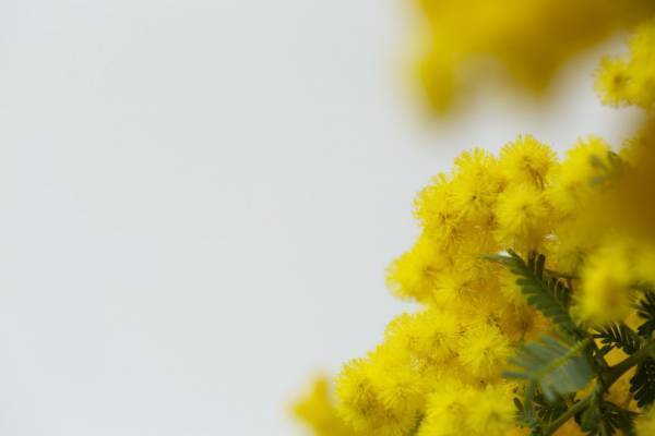 ミモザ色のデザートを星野リゾート 軽井沢ホテルブレストンコートで味わって