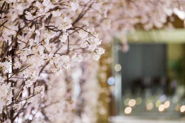 苺のデザートBOX“お花見バスケット”が星野リゾート 軽井沢ホテルブレストンコートに登場