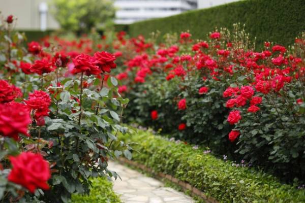 ニューオータニのバラ園でピエール・エルメのスイーツとシャンパンを楽しむ、3日間だけの「ご褒美時間」