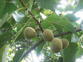 メルヴィータが世界の秘境から集めた5種のオーガニック種子オイルをブレンドしたマルチボディオイルを発売