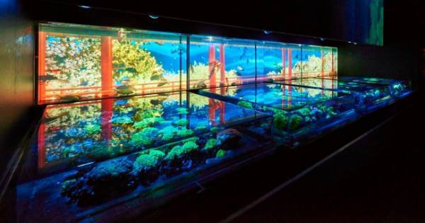 遂に常設化! アートアクアリウム美術館が2020年8月 東京・日本橋にオープン