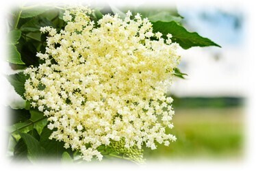 オランダの人気絵本ミッフィーのお花屋さん「フラワーミッフィー」が関東初のミッフィーのドリンクスタンドを浅草にオープン