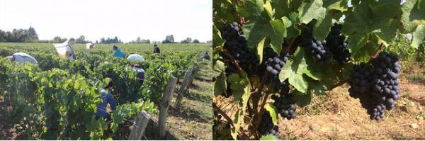 今年は11月19日解禁! ディーン＆デルーカでボジョレー ヌーボー2020の先行予約受付中