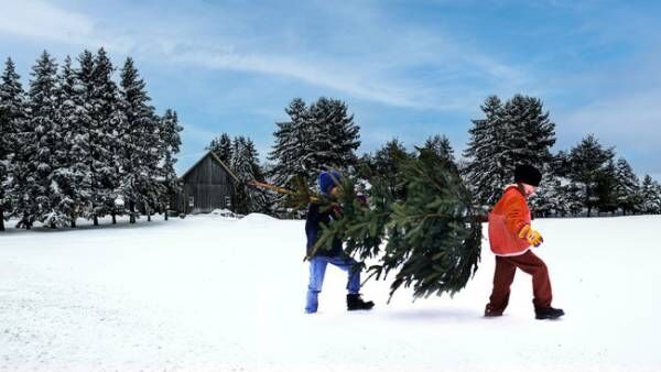 スウェーデンの伝統的なクリスマスを楽しもう! 今年もイケアに本物のモミの木がやってくる