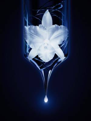 ゲラン最高峰のスキンケア「オーキデ アンぺリアル」を象徴する『ザ クリーム』が生まれ変わって新登場