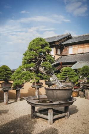 Our Fashion Story 【vol.2_石田夢実が出会う、春のグッチとジャポニズム - GUCCI X BONSAI】