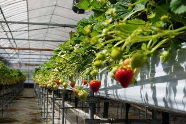 心の頬が落ちる時間を提供。果実×チョコレート×ショートエッセイを掛け合わせた「読むチョコレート」