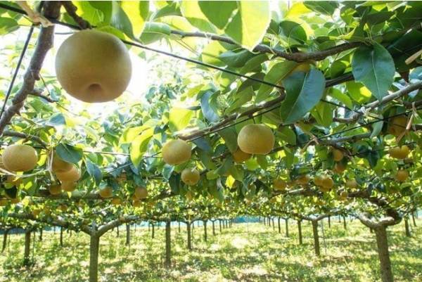 心の頬が落ちる時間を提供。果実×チョコレート×ショートエッセイを掛け合わせた「読むチョコレート」