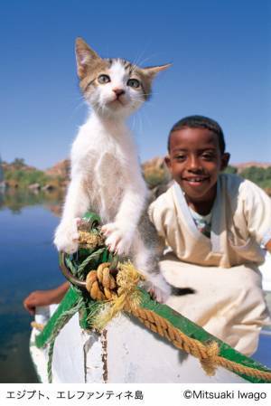 岩合光昭写真展 「こねこ」を2月16日から日本橋三越本店で開催。今年の干支『トラ』の写真も紹介