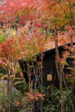 洛北に息づく森の庭と美学が結集。アマン京都で茶人・天江大陸によるプライベート野点体験