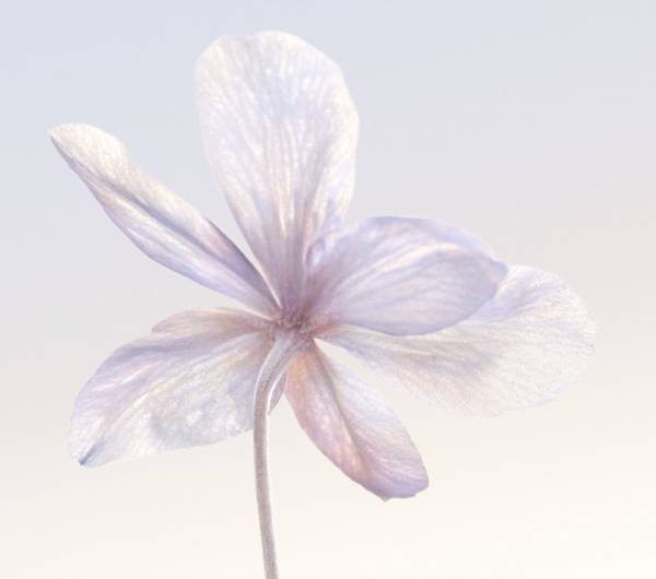 アジア人の肌タイプに関する知識とDNA研究から生まれた「ディオール スノー」から薬用化粧水とスキンケア クッションが登場