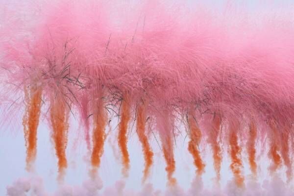 現代美術家、蔡國強による花火のプロジェクト「白天花火《満天の桜が咲く日》」を実現