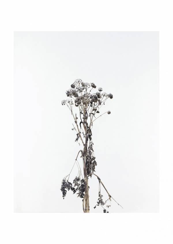 春の京都のアート散歩「KYOTOGRAPHIE2025」参加13アーティストの詳細が決定、KYOTOPHONIE同期間に開催予定