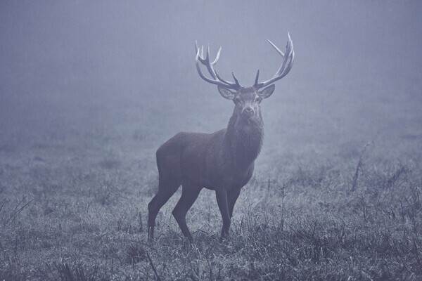 春の京都のアート散歩「KYOTOGRAPHIE2025」参加13アーティストの詳細が決定、KYOTOPHONIE同期間に開催予定