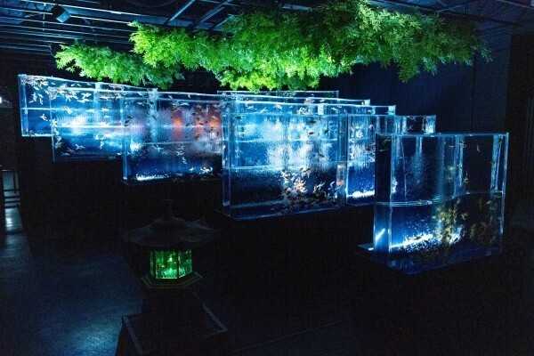 アートアクアリウム美術館GINZAが夏の特別企画を開催中。隈研吾と描く“金魚の石庭”から進化した光のアート