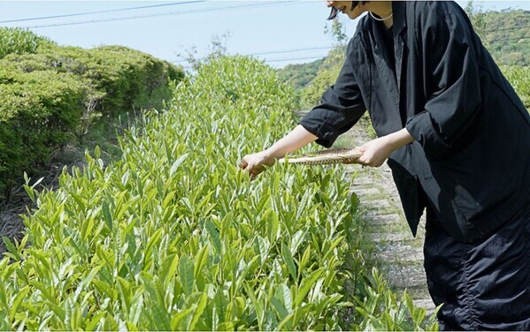 煎茶という日本茶のかたち — 静岡で体験する、茶葉から一杯までのストーリー —
