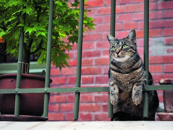 岩合光昭による「ねこの写真展」東京・京都・広島など全国で - オリジナルネコグッズも発売