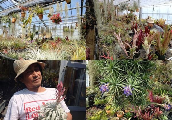 ネペンテス 東京で珍奇植物専門店「スピーシーズ ナーセリー」の限定ストア、希少な植物が集結