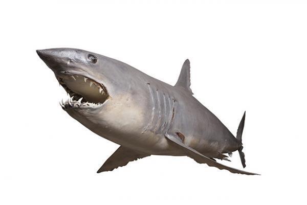 「海のハンター展」上野・国立科学博物館で開催 - 日本初公開、3.2mホホジロザメの標本が登場