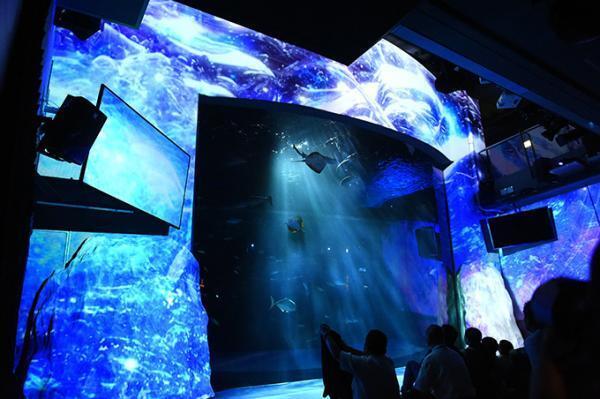 「ナイトワンダーアクアリウム2016」新江ノ島水族館を紹介 - 月光が照らす夜の海を体験