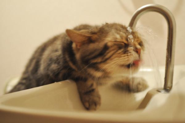 「ねこ休み展 総集編」日本橋タカシマヤで開催 - SNS界のスター猫の写真展、約6m超巨⼤大壁画も