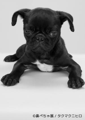 鼻ぺちゃ犬の写真展「鼻ぺちゃ展」千葉・柏で開催 - “ぶひかわ犬”の写真＆グッズが集結