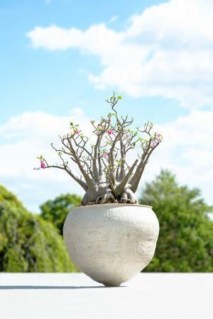 西畠清順の展覧会「ウルトラ植物博覧会」銀座で開催 - 世界中の希少植物が集結