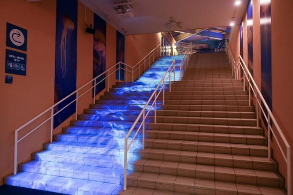 5分で読める「夜の新江ノ島水族館」ガイド - クラゲホールや大水槽など“えのすい”を紹介