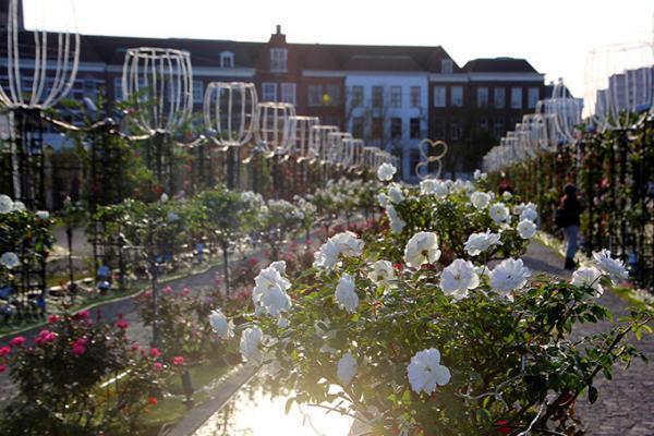1,000品種のローズが咲き誇る「秋バラ祭」長崎・ハウステンボスで、世界最大1,300万球のイルミも