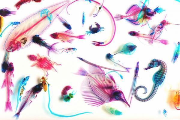 「保存展」池袋パルコミュージアムで開催、食・デザイン・アートから”保存”に迫る