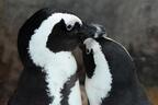 京都水族館で「愛のペンギンクリスマス」今季初ペンギンの赤ちゃんが登場、映像と光のイルミネ―ションも
