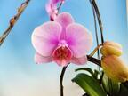 長崎・ハウステンボス、国内最大級の“胡蝶蘭”の祭典を開催 - 希少品種など全200品種