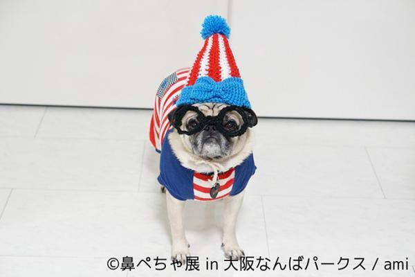 “ぶひかわ犬”の写真展「鼻ぺちゃ展」&柴犬「巻きしっぽ展」大阪・なんばで同時開催
