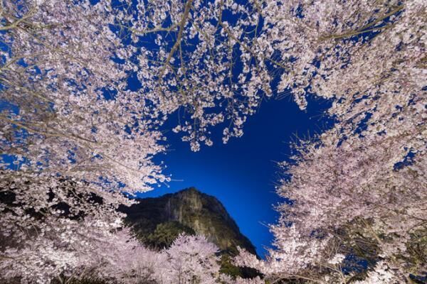 佐賀・御船山楽園「花まつり」春は2千本の桜・初夏はツツジと大藤が開花、九州最大規模のライトアップも