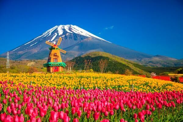 「天空のチューリップ祭り」約21万本のチューリップが富士山2合目・標高1,200ｍで咲き誇る