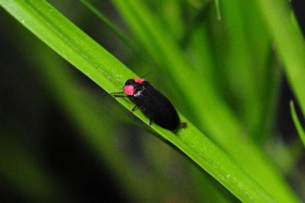 「ほたるの夜」京都水族館で開催、ホタルの光を再現した幻想的なイルミネーションも