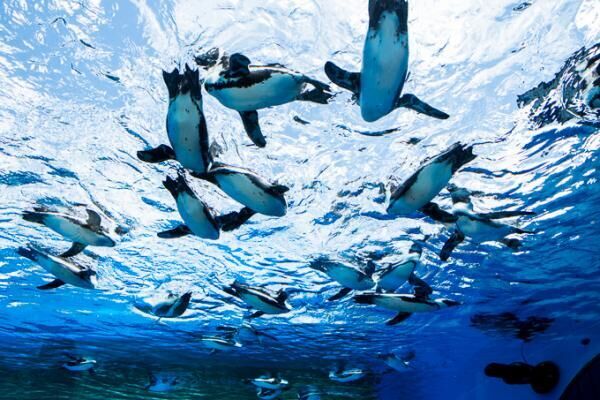 サンシャイン水族館 屋外エリアが一新「天空のペンギン」など世界初展示 - “都会の上空”を飛び交う姿
