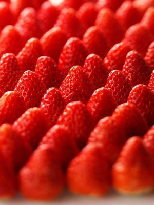 いちご約3,000個試食 - 当日朝採れたて紅ほっぺが西武池袋に