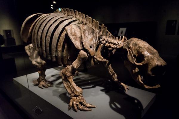 「大英自然史博物館展」上野・国立科学博物館で - 初の世界巡回展、約370点もの至宝が上陸